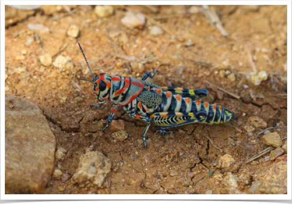 Rainbow Grasshopper